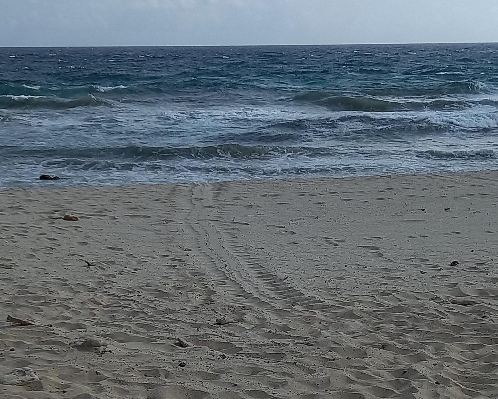Beach-and-Ocean-Waves.jpg